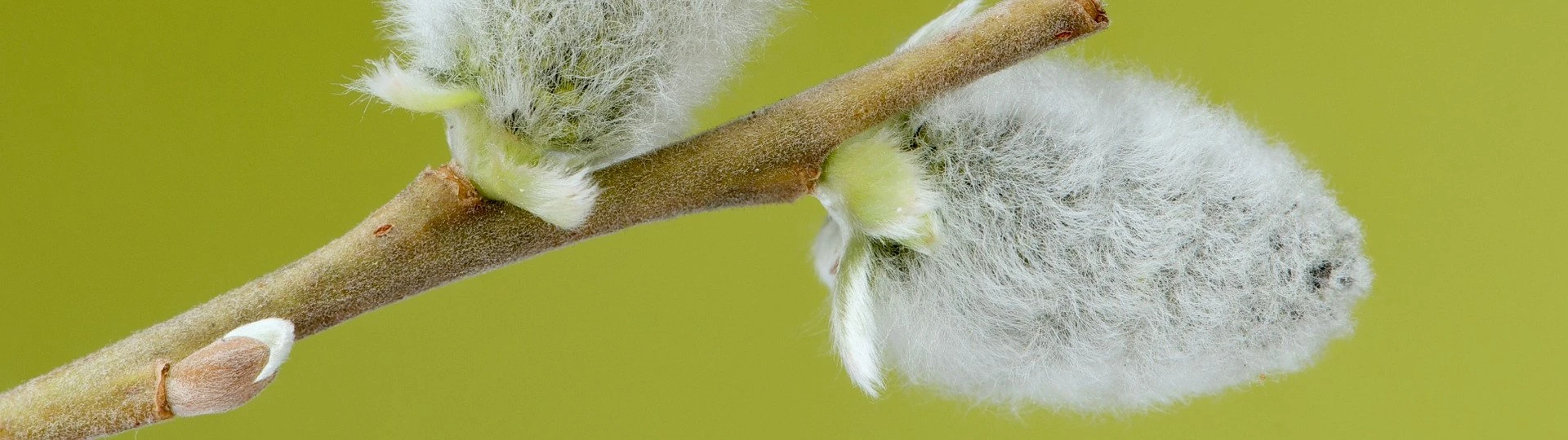 Jar - bahniatka - OPTINO