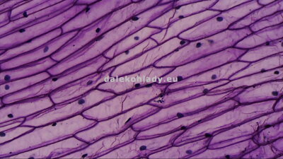 Šupka z cibule pod mikroskopom Bresser