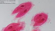 Nálevník črievička pod mikroskopom Bresse Bioscience Trino 40-1000x