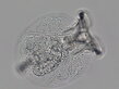 Mikroorganizmu cez mikroskop Bresser Science TRM-301 40-1000x