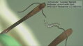Tunstenovo vlákno (wolfrám) cez mikroskop Bresser Researcher ICD 20-80x