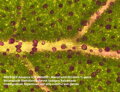 Rastlina Chenopodium giganteum cez mikroskop Bresser Advance ICD 10-160x
