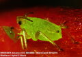 Aphidoidea (vošky) cez mikroskop Bresser Advance ICD 10-160x