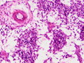Preparáty Bresser histologické 30ks