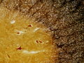 Preparáty Bresser histologické 30ks