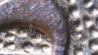 Mikroskop Bresser Biolux 20-1280x USB HD foto povrchu dvojeurovky