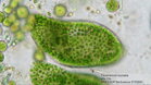 Nálevník črievička zelená pod mikroskopom Bresser Bioscience Trino 40-1000x s objektívom 40x
