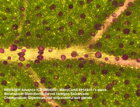 Rastlina Chenopodium giganteum cez mikroskop Bresser Advance ICD 10-160x